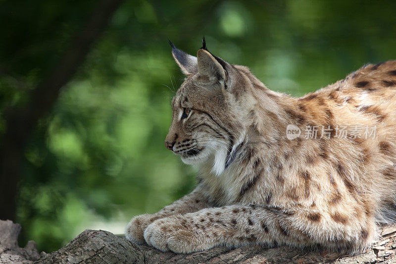 欧亚猞猁(lynx lynx)